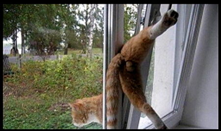 Kippfenster Katze