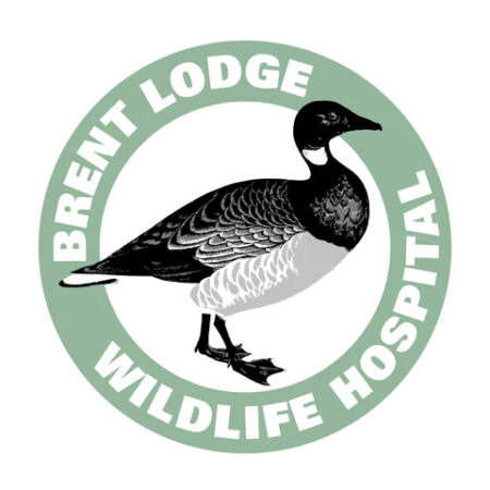 brent lodge wildlife hospital 480x480