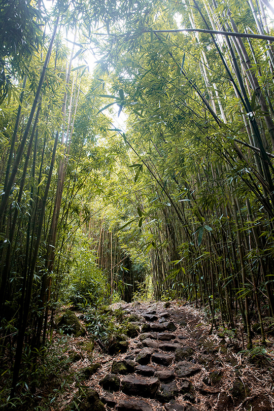 path through bamboo forest 1080x