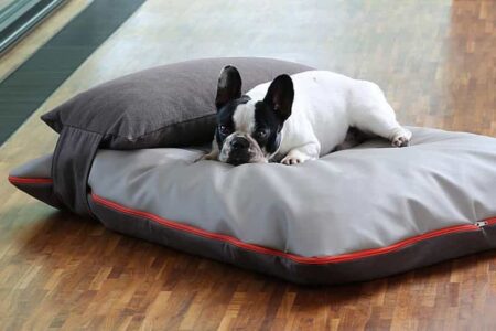 dog cushion headrest